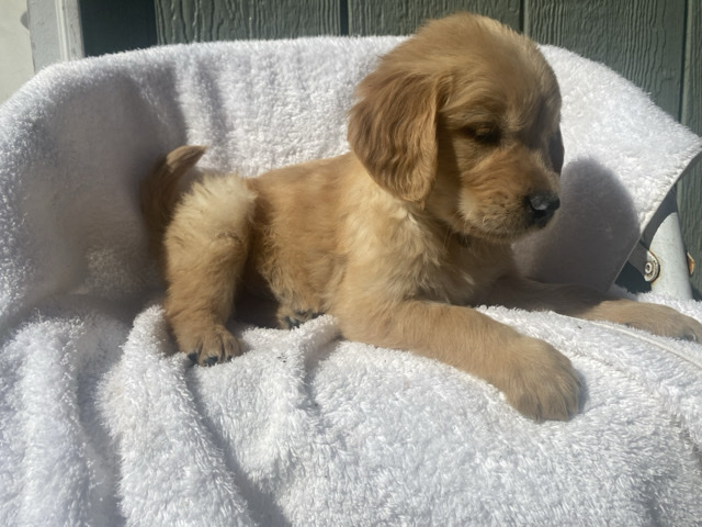 Golden Retriever – male golden retriever – Eugene