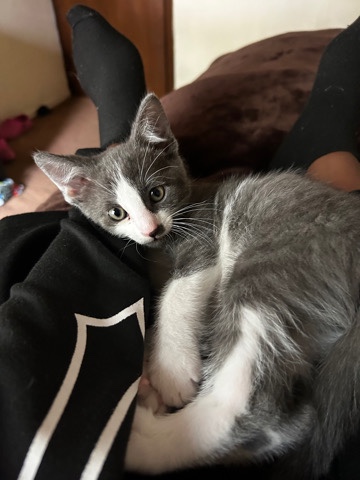 British Shorthair – Mj