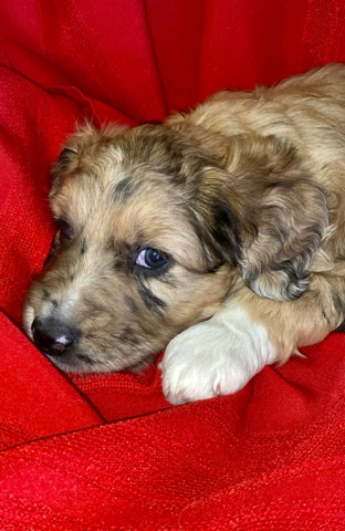Australian Shepherd – Aussie/briard puppies