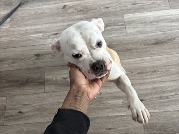 Boxer – he is a boxer mix pit – New York