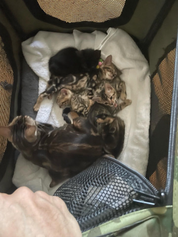 Bengal – bengal cats