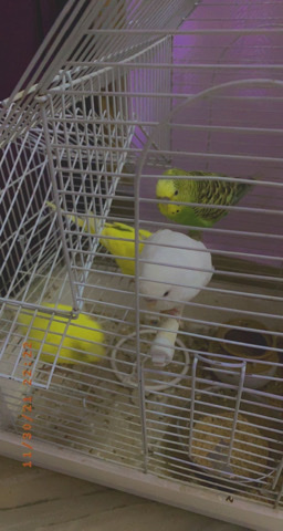 Budgerigar – Cute and healthy budgies
