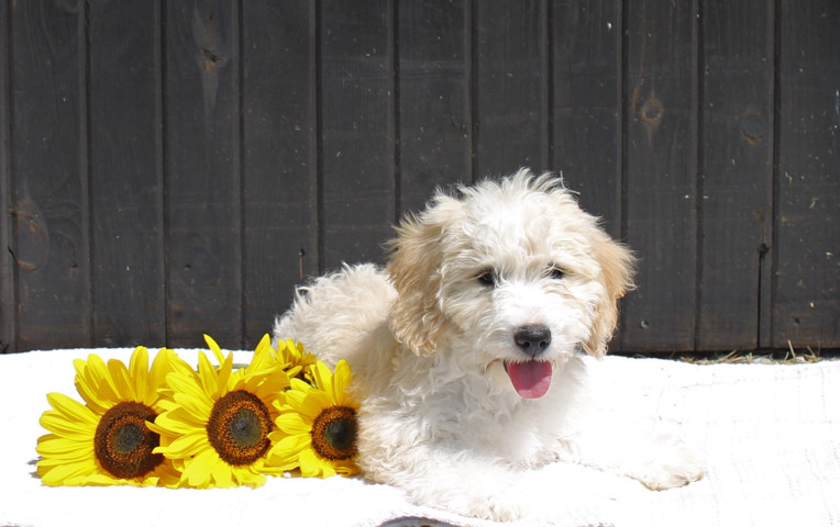 Teddy Mini Bernedoodle