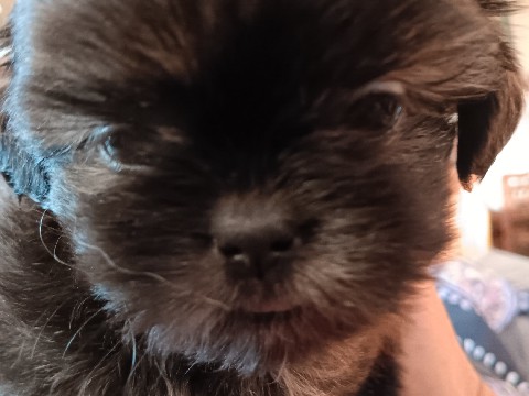 Shih Tzu – CKC Shih Tzu Babies