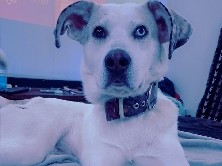 Mixed Breed – If you have room in your heart and home for this sweet boy, please reach out. – Medford