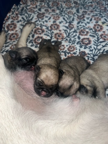 Pug – pug puppies