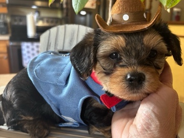 Yorkie Poo – Yorkiepoo – Churubusco