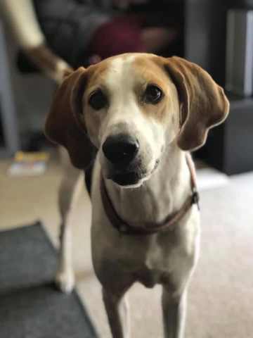 Treeing Walker Coonhound – Rosie