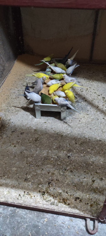 finches pair 500