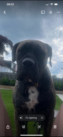 Bullmastiff – Bullmastiff