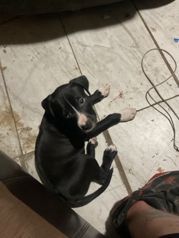 Catahoula Cur – Catahoula  bully