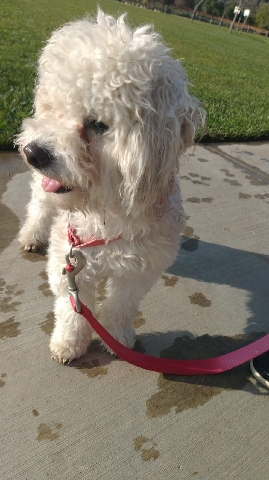Dandie Dinmont Terrier – Friendly dog for sale
