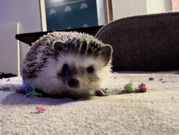 Hedgehog – hedgehog – San Antonio