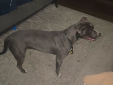 American Pit Bull Terrier – Friendly American Pit Bull Terrier – 1 Year Old in Philadelphia – Philadelphia
