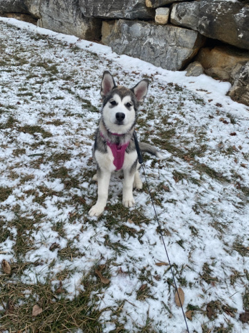 Alaskan Malamute – sweet puppy