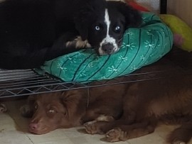 Australian Shepherd – Aussie puppies – Westwood