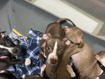 American Pit Bull Terrier – for sale – Louisville
