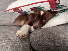 Australian Shepherd (Toy)