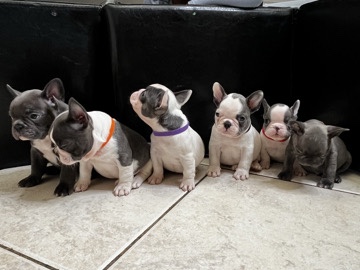 French Bulldog – 🐾 Premium Exotic French Bulldog Puppies Available – Antioch