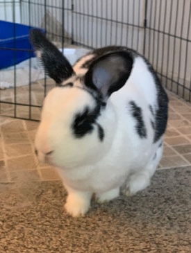 Rehoming Rabbit