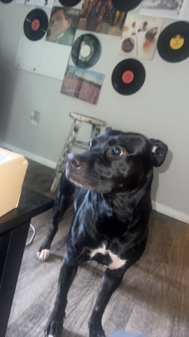 American Pit Bull Terrier – Free to good Home 3 yr old Pit/Lab MIX fixed SWEET