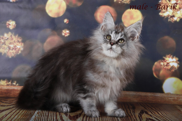 Maine Coon – Barik Maine **** male