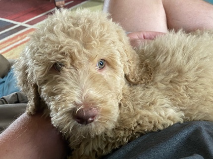 Goldendoodle puppies for sale