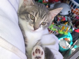 cat looking for a new home – London