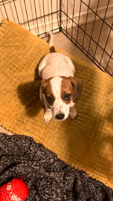 Beagle – Cookie Beagle Mix – San Antonio
