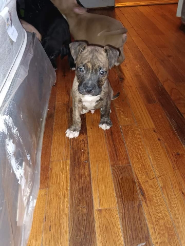 Cane corso / pitbull