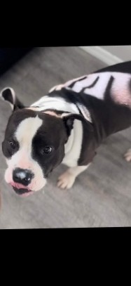 Free Rehoming Louie