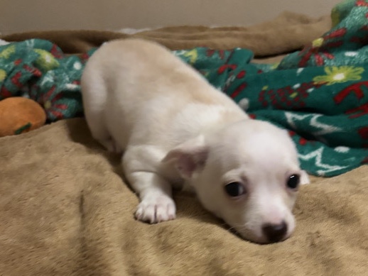 Chihuahua – chihuahua Female – Las Vegas