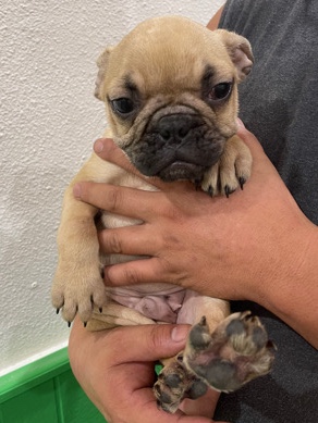 French Bulldog – French Bulldog