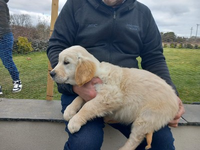 Golden Retriever - Pure breed Golden Retriever Male Puppy available for adoption in Dublin