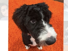 Toby the Bernedoodle – The Woodlands