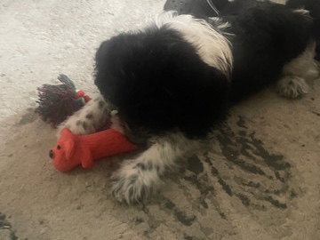 Poodle – Toy Poodle Puppy – 2 Months Old – Alexandria