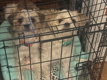 Shih Tzu – shitzu Yorkie mixed puppies duo pair – Stockton