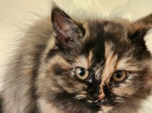 All - قطة للبيع  available for adoption in Riyadh