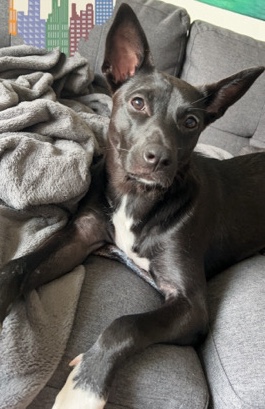 High Energy cuddle bug
