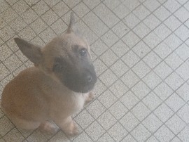 Belgian Shepherd Dog (Malinois) – chien