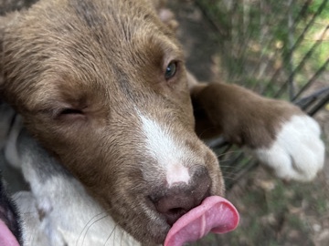 Mixed Breed – Needing a Furrever home – Cosby