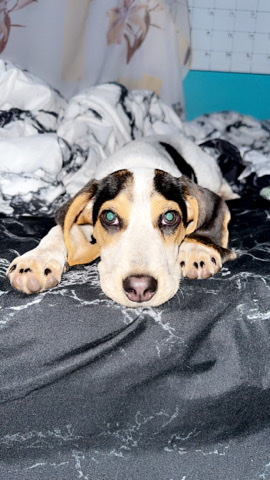 beagle blue tick
