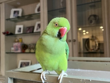 Parrot – Indian Ringneck rehoming – Richmond Hill
