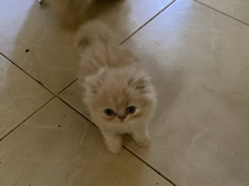 Persian (Modern) - Persian available for adoption in Ajman
