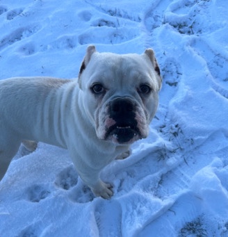 American Bulldog – American Bully Female