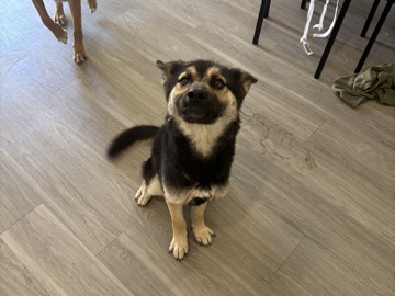 German Shepherd – Huskie/German Shepard – Surprise