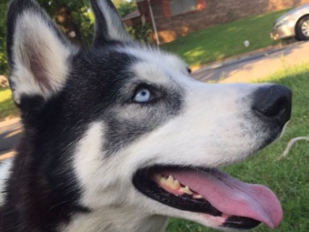 Siberian Husky – Caesar – Denison