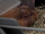Guinea pig