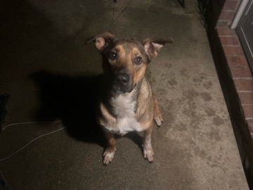 German Shepherd – German shepherd mix – Cypress