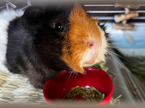 Guinea Pig